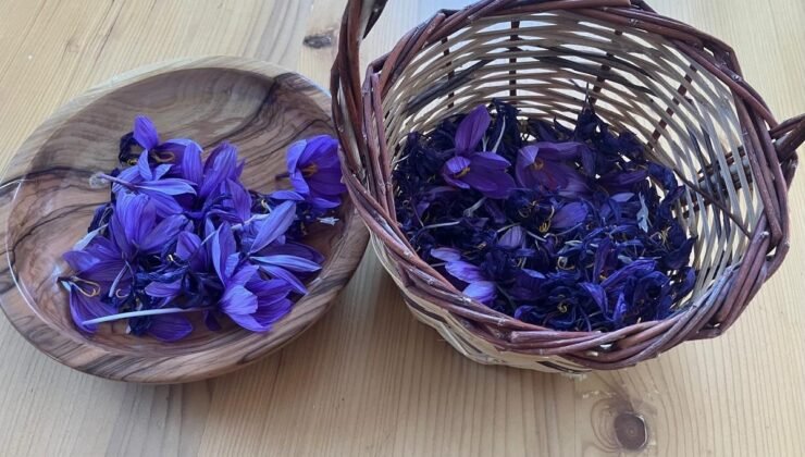 Osmaniye’de yüksek getirili safrana ilgi artıyor