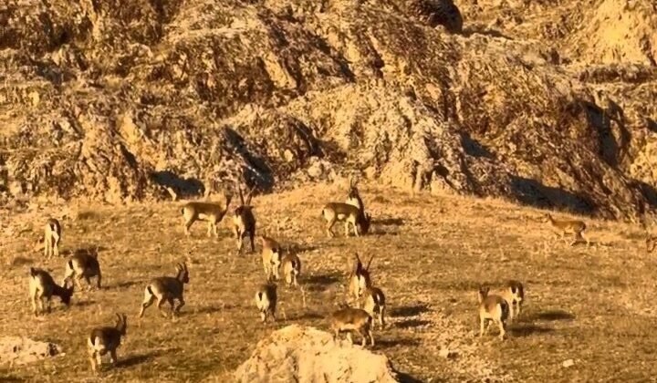 Palu’daki tarihi kalede dağ keçileri görüldü