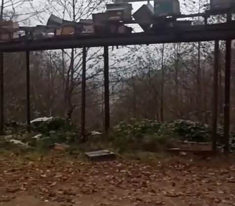 Rize’de ayılara demir profilli tezgah da çare olmadı