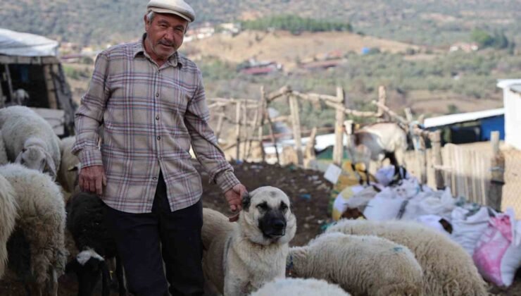 Şap karantinası meraları boşalttı