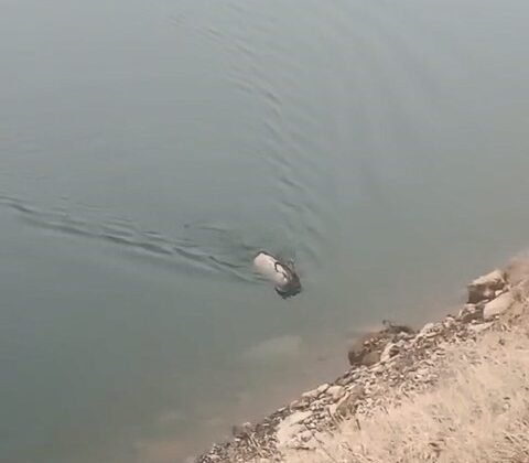 Sarp kayalıkların ustası baraj gölünde yüzerken görüldü