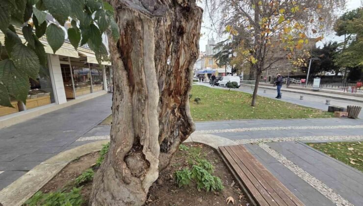 Şehirdeki 20 anıt ağaçtan biri olan çınar, gövdesi olmadan dış kabuğu üzerinde duruyor