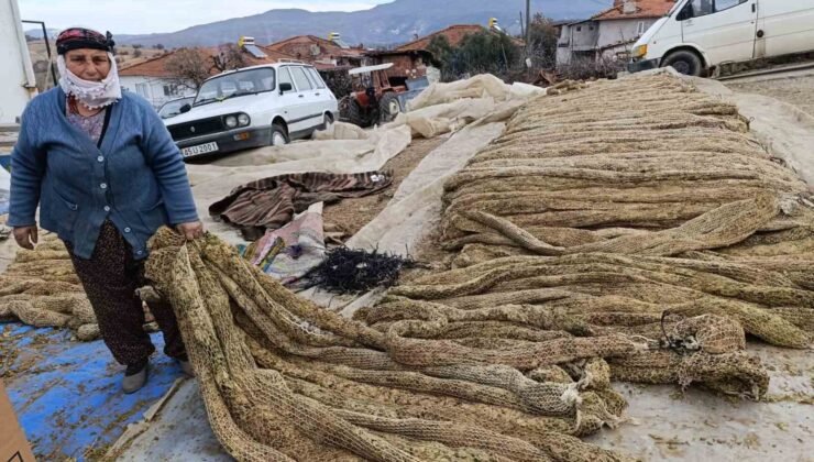 Selendi’de tütünde hasat bitti, kolileme mesaisi başladı