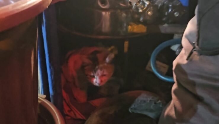 Sokak kedisine üşümesin diye kestane kazanının yanında bakıyor