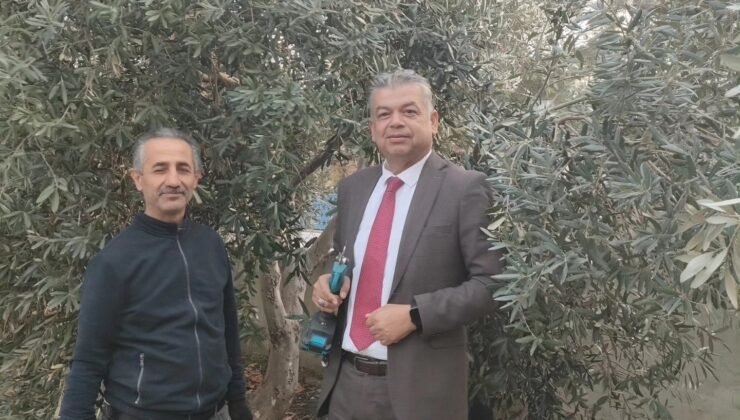 Sultanhisar’da zeytin budama kursu başladı