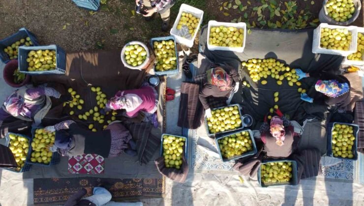 Tarım-ÜFE yıllık yüzde 31,45 arttı, aylık yüzde 1,56 azaldı