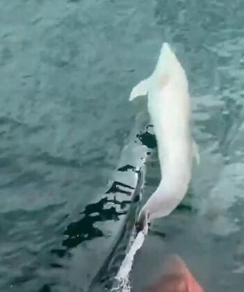 Tekirdağ açıklarında tekneye yunus eşliği