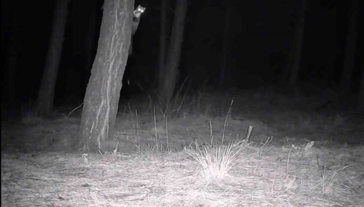 Tekirdağ’da yaban hayatı fotokapanlarla görüntülendi