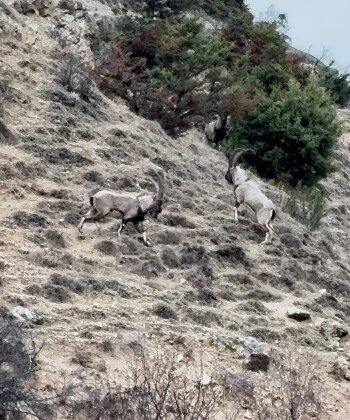 Tunceli’de tekelerin liderlik kavgası kamerada