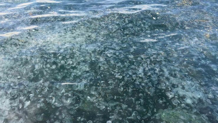 Üsküdar’da hayrete düşüren görüntü: Binlercesi kıyıya vurdu