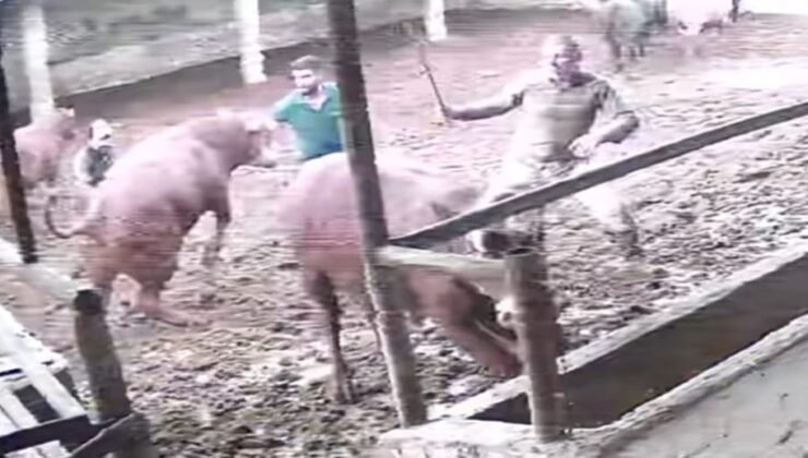 Üzerine zıplayan boğanın darbesiyle yere serildi: O anlar kamerada