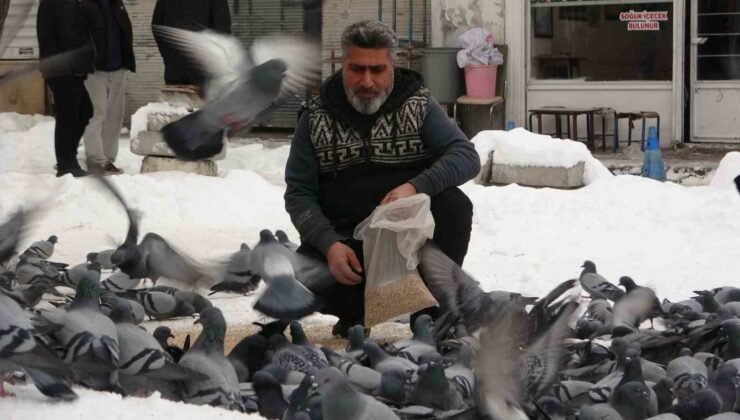 Van’da kar sonrası güvercinlerden görsel şölen