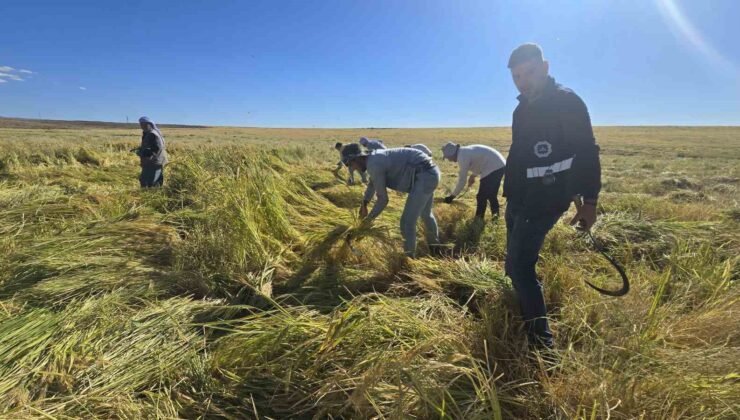 Volkanik arazide yetiştirilen Karacadağ pirinci zengin mineral oranıyla dikkat çekiyor