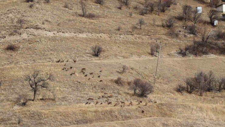 Yaban keçileri tek tek sayılıyor
