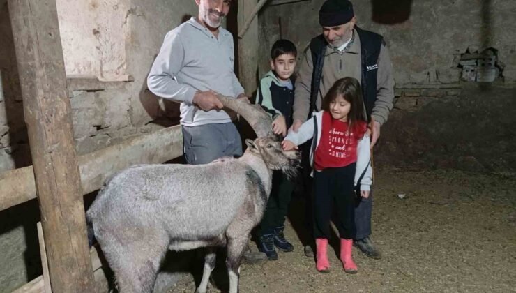 Yaralı halde bulunan dağ keçisi tedavisinin ardından doğaya salındı