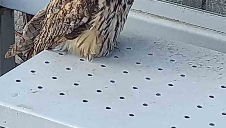 Yaralı halde bulunan kulaklı orman baykuşu koruma altına alındı