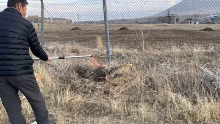 Yaralı kızıl tilki tedavi edilerek doğaya salındı