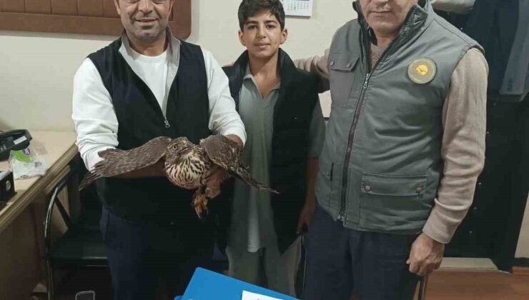 Yaralı şahin tedavi altına alındı