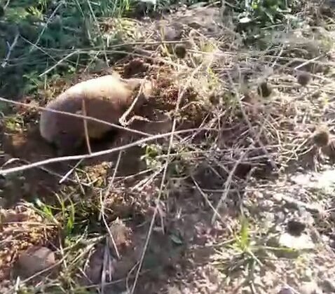 Yer altının gizemli canlısı Manisa’da ortaya çıktı