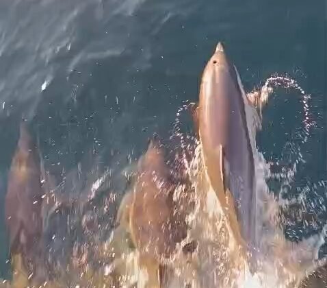 Yunuslar tekneyle yarıştı: Kıyıköy açıklarında kartpostallık anlar