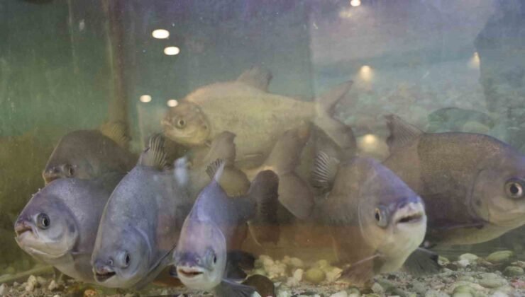 8 adet pirana balığı 12 yıldır kelle paçayla besleniyor