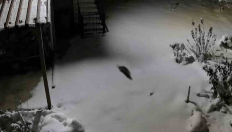 Aç kalan kaya sansarı evlerin dibine kadar indi