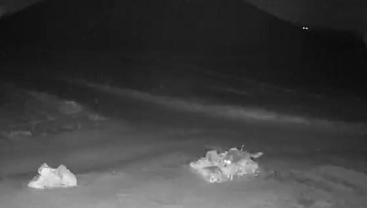 Aç kalan kurtlar köye indi