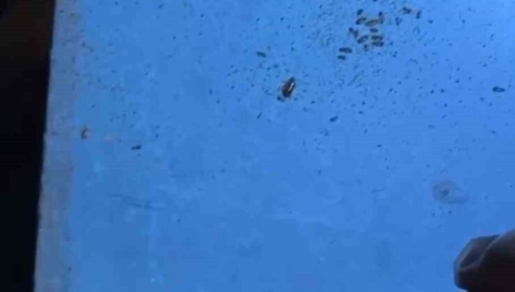 Alışveriş merkezindeki restoranlarda mide bulandıran görüntüler
