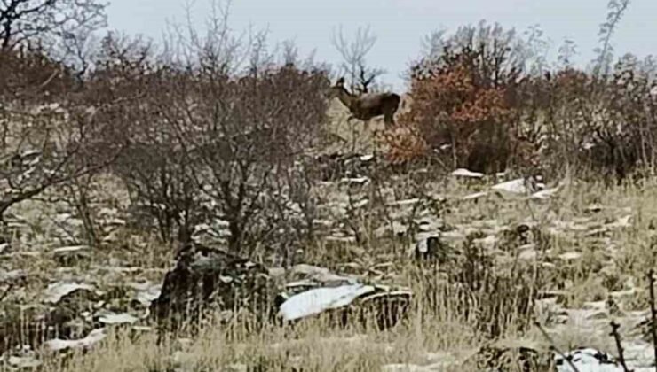 Ankara’da geyik sürüsü kameralara yansadı