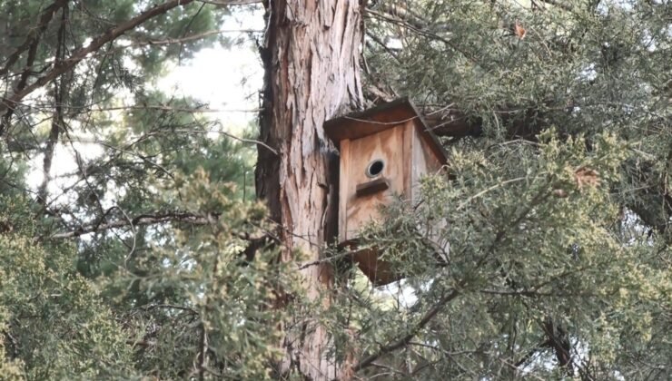 Ankara’nın parklarını mesken tutan yeşil papağanlar sert iklim şartlarında hayatta kalmayı başarıyor