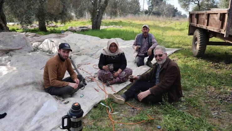Aydın’da piknik havasında zeytin hasadı