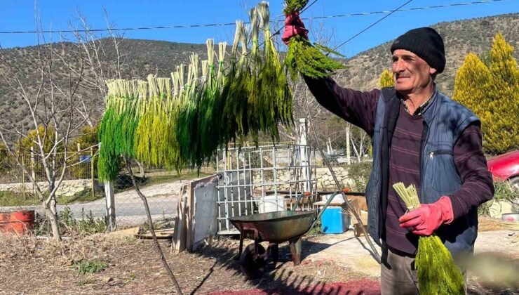 Bayındır nergis kokacak: Nergis ve Kuru Çiçek Festivali başlıyor