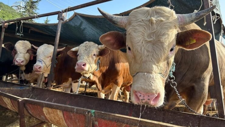 Besilik hayvan ithalatı başvuruları 12 Ocak’ta başlıyor