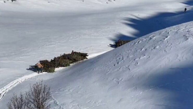 Bitlis’te hayvanlar için kızaklı yem mesaisi
