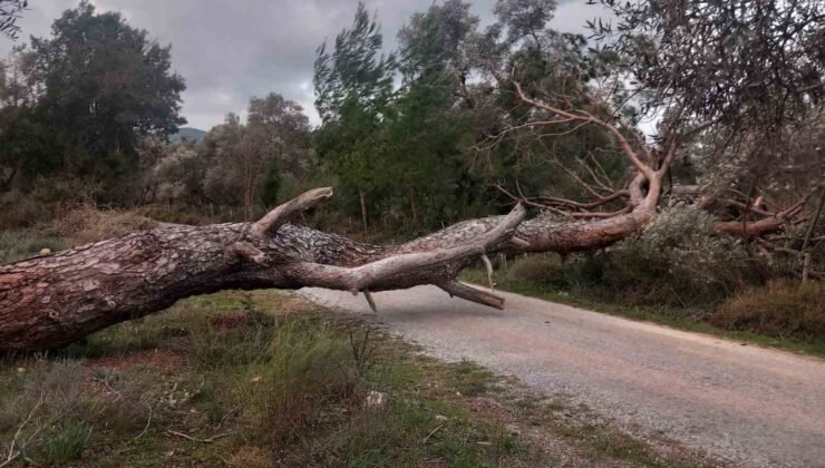 Bodrum’da fırtına ağaçları devirdi