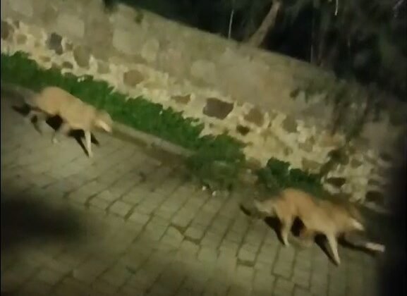 Bodrum’da kurt sürüsü görüntülendi