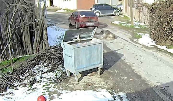 Bolu’da ezilen köpeğin röntgeninden 400 saçma çıktı: