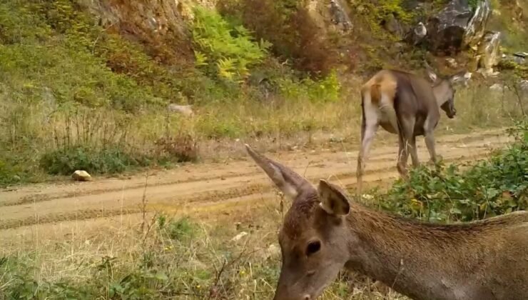 Bursa’nın kızıl geyikleri fotokapana takıldı