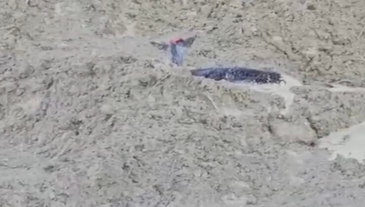 Çamura saplanan karaca için ekipler seferber oldu