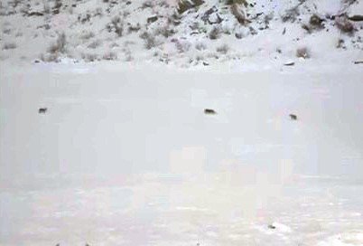 Çukurca’da kurt sürüsü görüntülendi