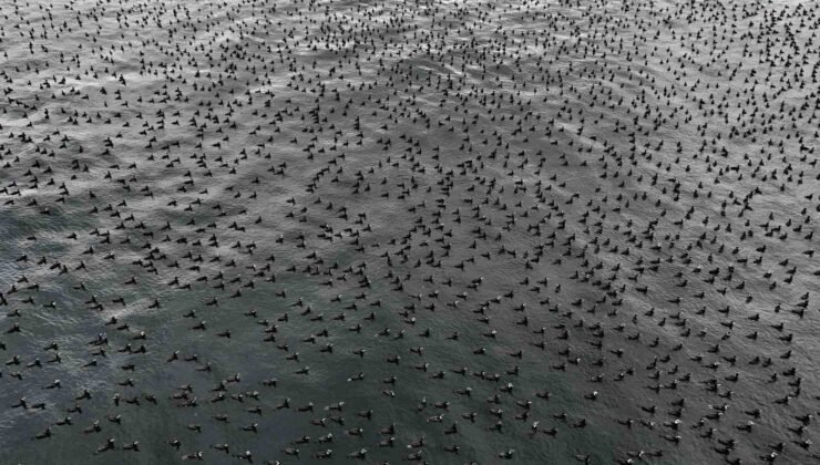 Damatlıklarını giyen karabatak kuşları İstanbul Boğazı’nda bir araya geldi
