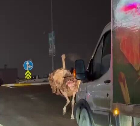 Deve kuşu, trafiği alt üst etti