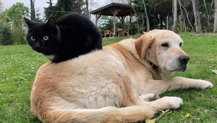 Düzce’den bin 574,395 ton kedi köpek maması ihraç edildi