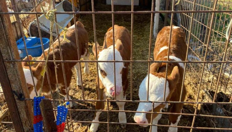 Edirne’nin Orhaniye köyünde üçüz buzağı dünyaya geldi