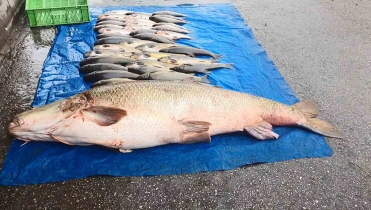 Elazığ’da 52 kilogram ağırlığında turna yakalandı