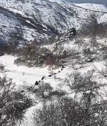 Elazığ’da domuz sürüsü görüldü