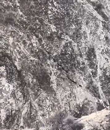 Elazığ’da domuz sürüsü görüntülendi