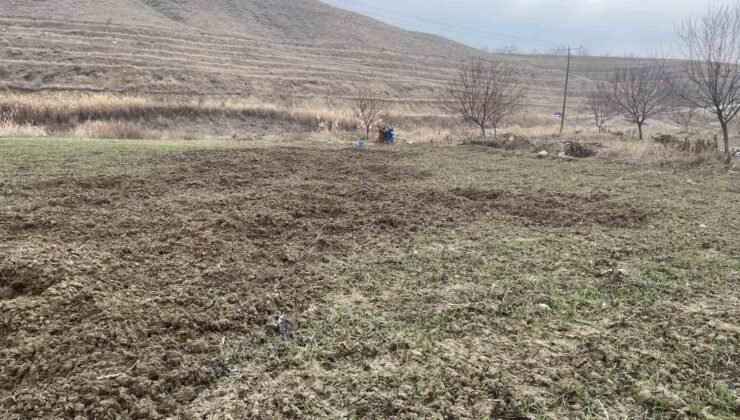 Elazığ’da domuzlar ekili 10 dönüm araziyi talan etti