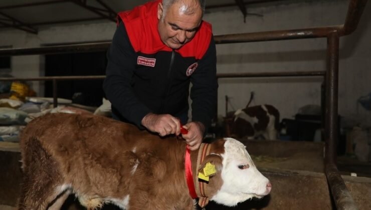 Elazığ’da yılın ilk buzağısına “Bereket” adı verildi