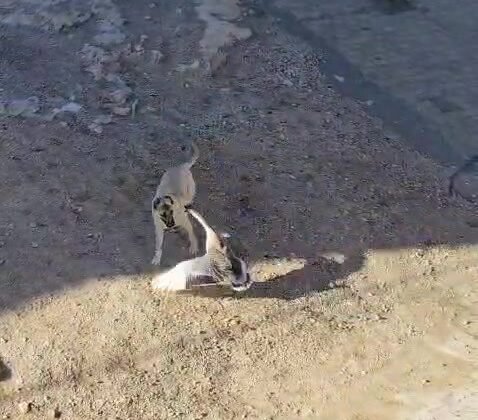Gercüş’te köpek ile kazın kavgası kameraya yansıdı